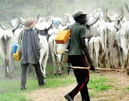 HERDSMEN AND THEIR COWS.